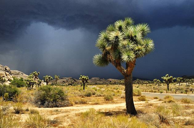 california-joshua-tree-national-park.jpg