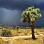 california-joshua-tree-national-park.jpg